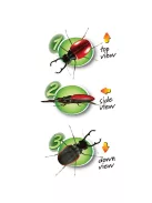 Navir Három nézőszögű bogárvizsgáló - Triple Bug Viewer 3 way