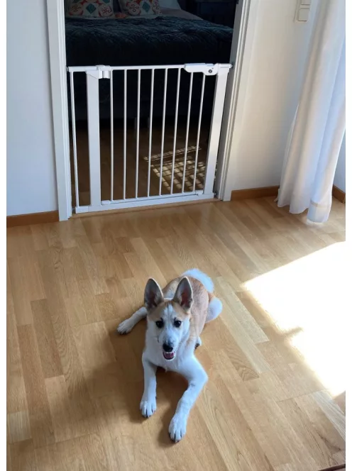 DogSpace Lassie nyomás rögzítő kapu rács kutyáknak 73-80cm - fehér