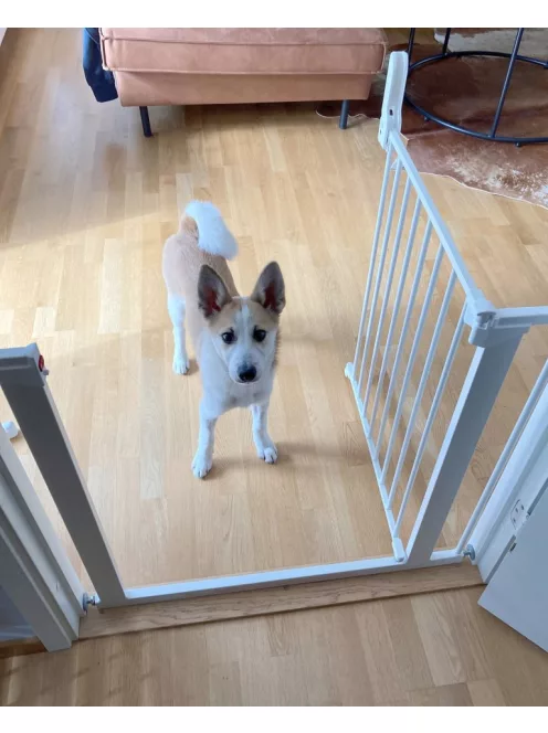 DogSpace Lassie nyomás rögzítő kapu rács kutyáknak 73-80cm - fehér
