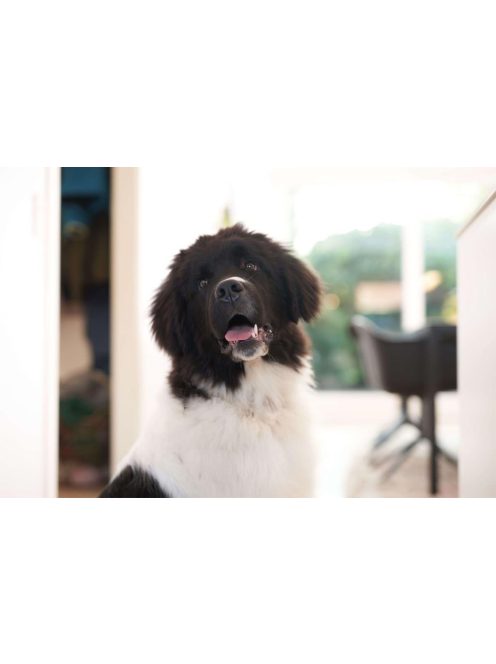 DogSpace Bonie extra magas kutya korlát 105 cm fém - fehér