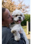 DogSpace Lucky toldalék kapu - metál fehér