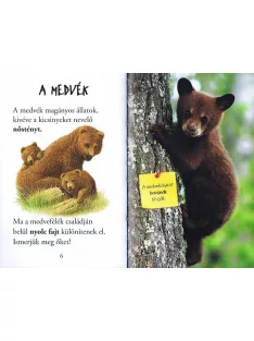 Olvass velünk! (1) - A medvék világa