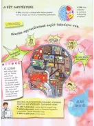 Szórakoztató tudomány - Az emberi test csodája