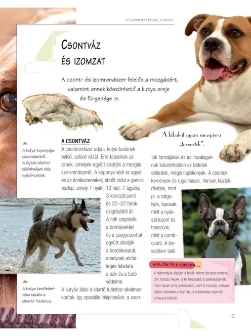 Legjobb barátunk, a kutya