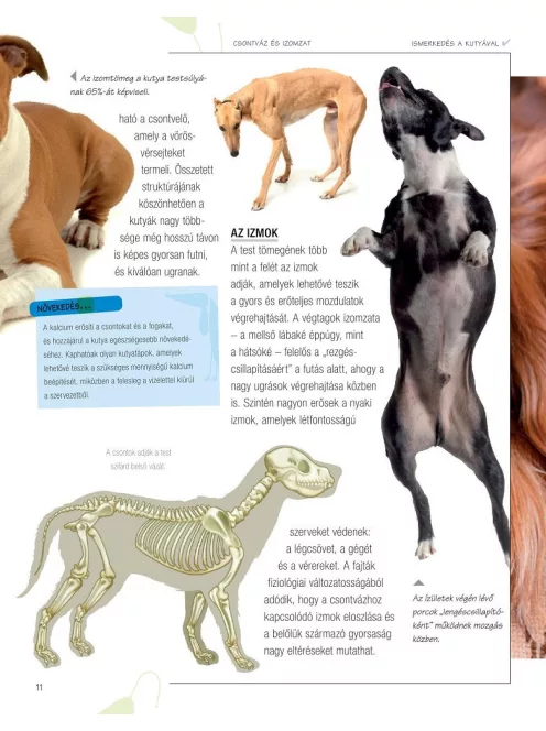 Legjobb barátunk, a kutya