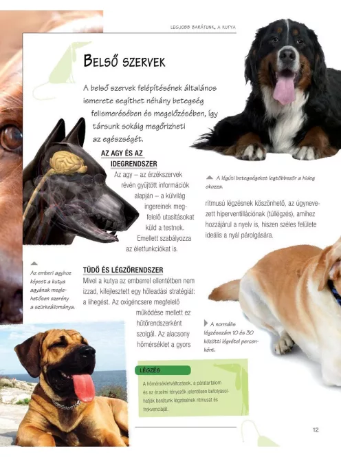 Legjobb barátunk, a kutya