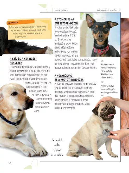 Legjobb barátunk, a kutya