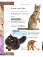 Legjobb barátunk, a macska