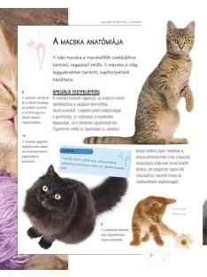 Legjobb barátunk, a macska