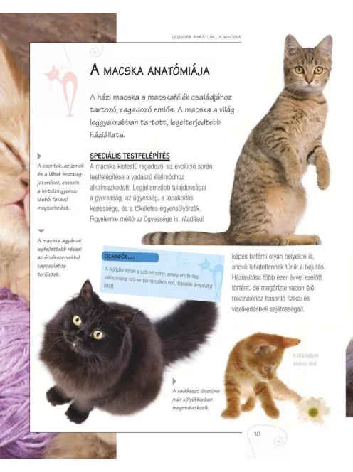 Legjobb barátunk, a macska