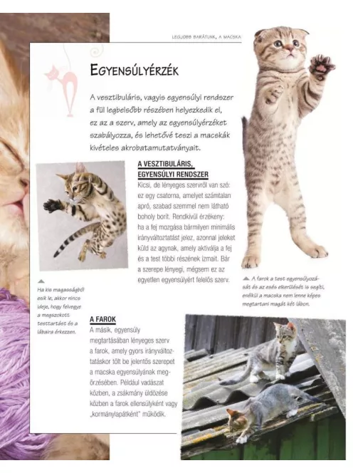 Legjobb barátunk, a macska