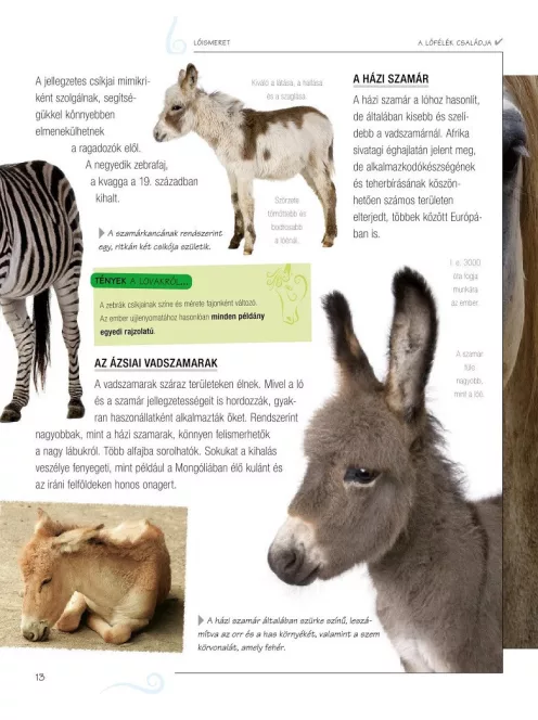 Legjobb barátunk, a ló
