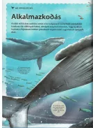Varázslatos útmutató a bálnákhoz