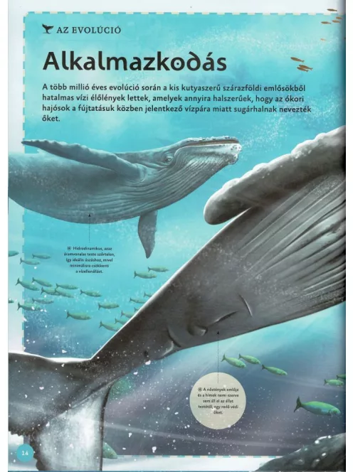 Varázslatos útmutató a bálnákhoz