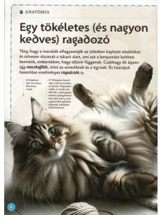Varázslatos útmutató a macskákhoz