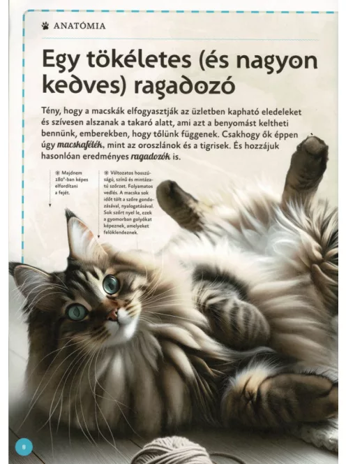Varázslatos útmutató a macskákhoz