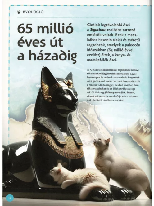 Varázslatos útmutató a macskákhoz