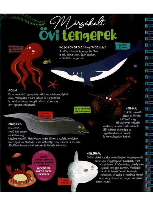 Csodalámpa - Tengeri állatok